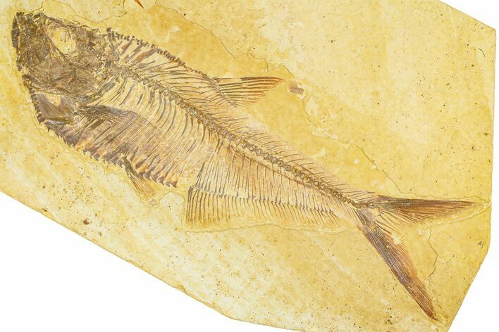 Detailed Fossil Fish (Diplomystus) - Wyoming #379411
